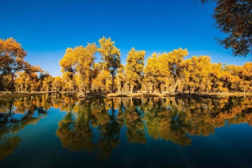 Poplar (Populus euphratica) forest in the Tarim Basin